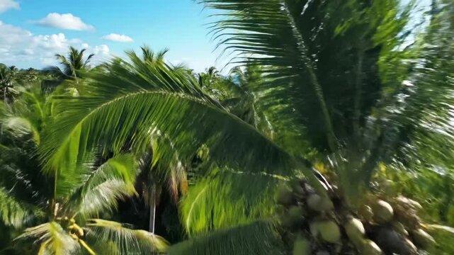 Aerial view of tropical palm trees with coconuts