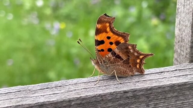 Comma Butterfly Resting on Wood, Close-Up View with Bokeh Background Effect