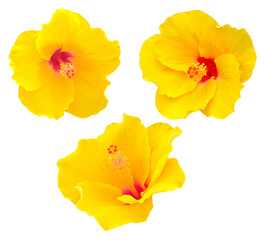 Yellow hibiscus flowers isolated on white background, full bloom tropical hibiscus for floral design concept
