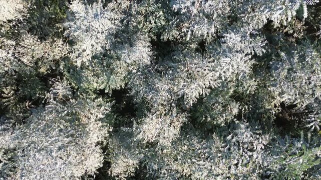 Top down aerial view of Albizia lebbeck nursery seedlings