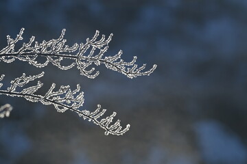 snow covered branches of tree, snow covered trees in winter, winter, wildlife, nature, wild, Canada,  © Peter