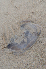 Jellyfish stranded on the beach