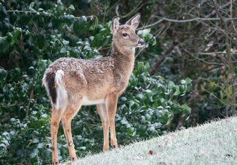 Yearling White-Tail Deer in Winter