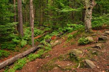 Lush green forest scene with ferns, mossy rocks, fallen trees, and earthy trail creating tranquil, untouched woodland atmosphere.