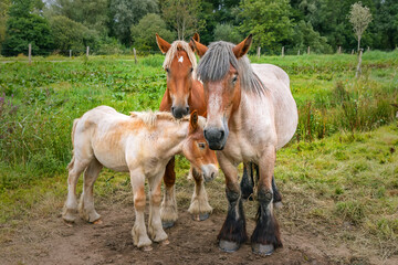 Obraz premium Three horses stand together in green pasture, adult mares and foal touching gently, peaceful rural moment showing family bond connection.
