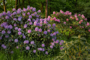 Blooming rhododendron bushes display lavender and pink flowers amid lush green forest, sunlight filtering through leaves along path in summer.