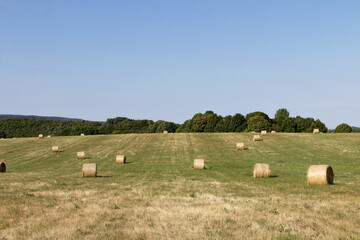 Golden hay bales dot a vast green field under a clear blue sky on a sunny day