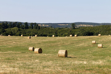 Round hay bales dot a grassy field under a clear blue sky with distant trees