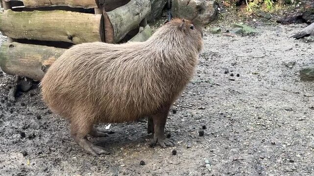 Capibara in uno zoo