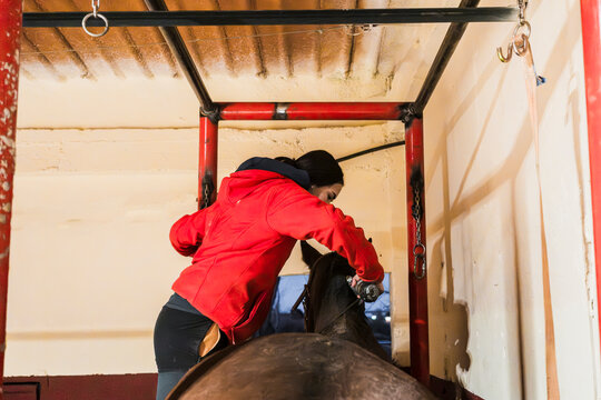 Shearing horse in a stable by a dedicated groom