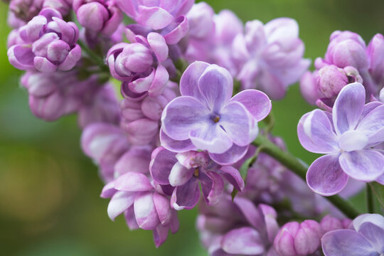 Close-up of vibrant lilac blossoms in spring bloom