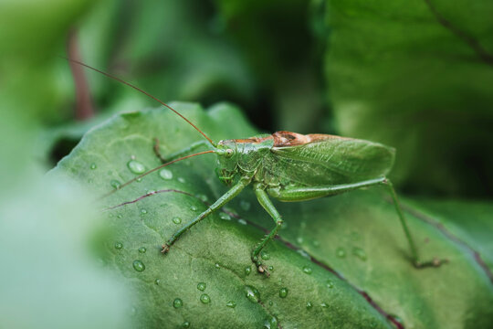 Macro photo of grasshopper on green leaf with droplets