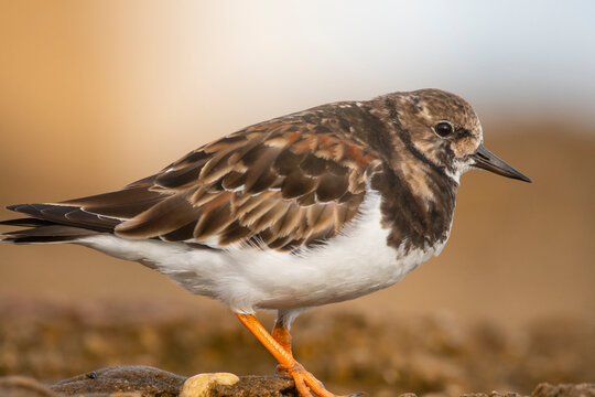 Common turnstone on sandy beach with vibrant plumage