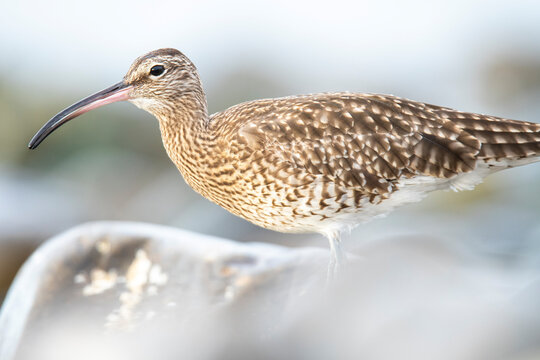 Whimbrel standing on shore with blurred background