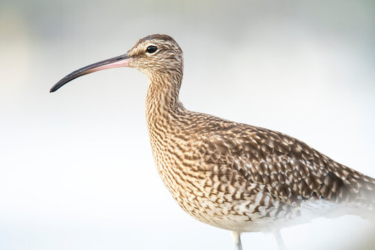 Whimbrel close-up with distinctive curved bill