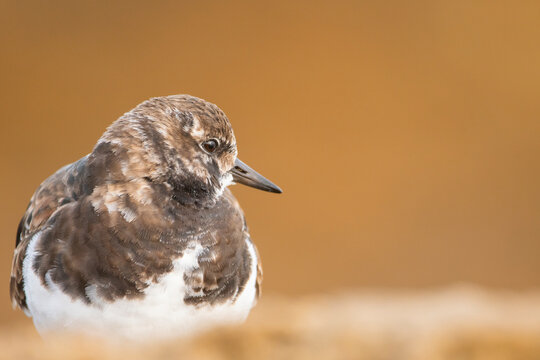 Common turnstone close-up on sandy beach