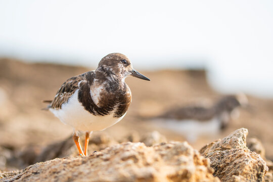 Common turnstone on rocky beach habitat