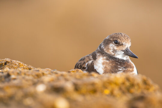Common turnstone resting on sandy beach