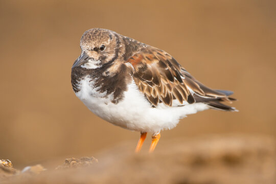 Common turnstone on sandy beach, Arenaria interpres bird