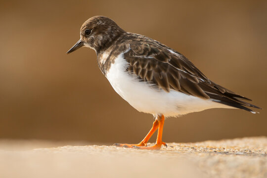 Common turnstone on a sandy beach background