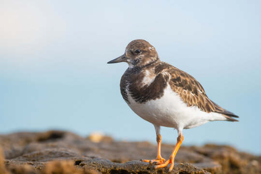 Common turnstone on beach rocks in natural habitat
