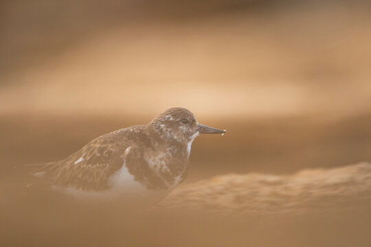 Common turnstone resting on sandy beach