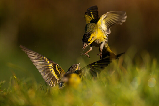 European siskins in aerial combat
