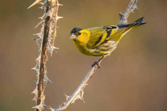 European siskin perched on a thorny branch