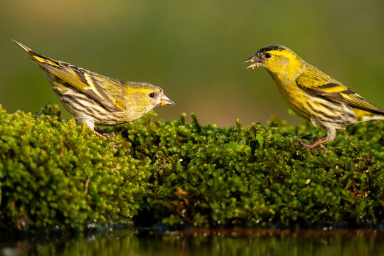 European siskins on lush green moss in natural setting