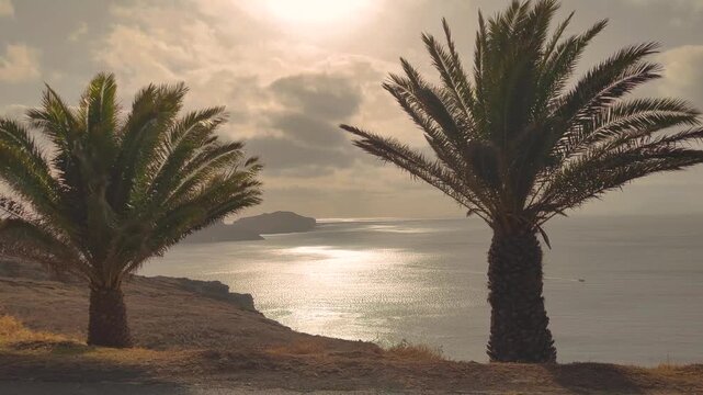 Amazing view of palm trees in the wind at Ponta de Sao Lourenco peninsula in Madeira island. Landscape of an island of volcanic origin located in Atlantic ocean. 4K video footage