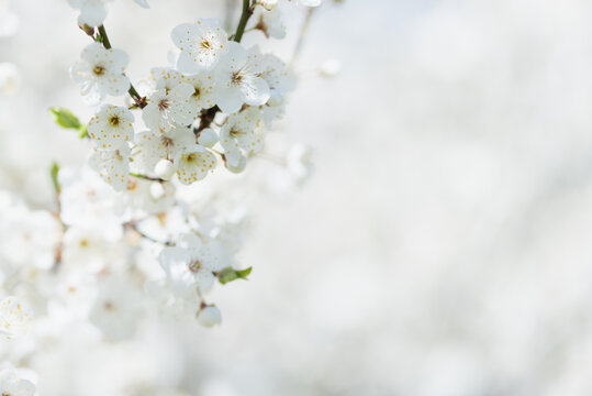Minimalist cherry blossom branch with delicate white flowers and soft blurred background ideal for spring designs and seasonal themes