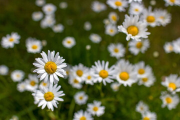 Fototapeta premium Ox-eye Daisy (Leucanthemum vulgare) in a garden
