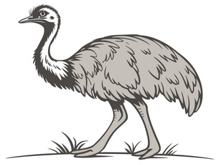 Fototapeta premium ostrich vector illustration