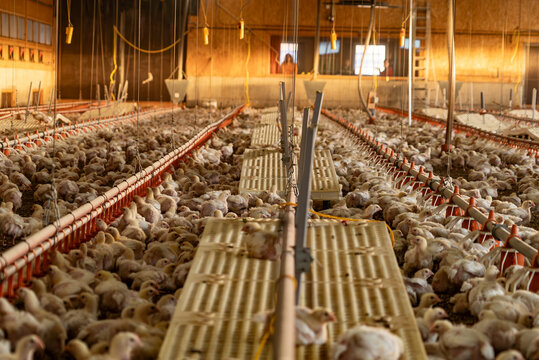 Interior of an industrial chicken farm with young chicks
