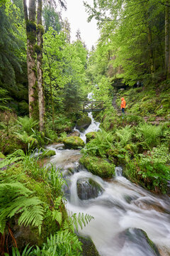 Person in an orange jacket stands on a bridge, overlooking a waterfall cascading through a lush, green forest, a serene scene unfolds. Europe, Germany, Black Forest, Buhlertal, Gertelbach.