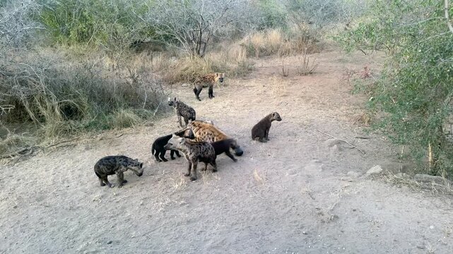 Playful hyena cubs with their mother in the wild savanna. South Africa.