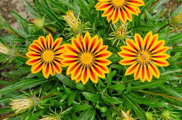Striped gazania (treasure flower)