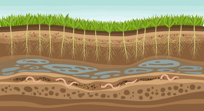 Cross-section of soil layers with plants and underground water flow.