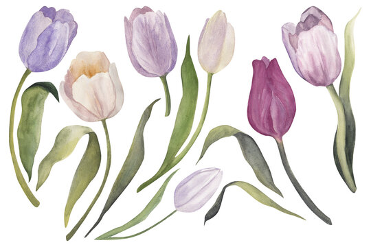 Watercolor purple pastel tulip spring flower set. Hand drawn illustration in mauve and lilac colors