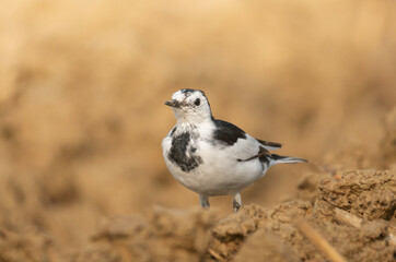 A white wagtail (Motacilla alba) stands on the ground against a blurred background.