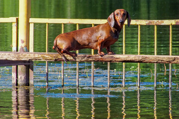 A wet brown dachshund dog standing confidently on a wooden beam over a lake on a sunny day