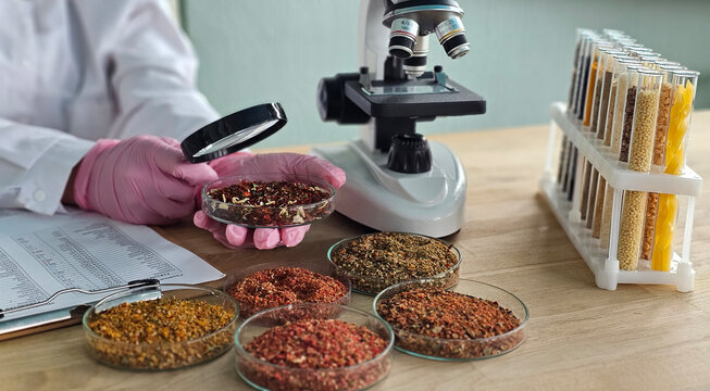 Scientist examines spices using a microscope in a laboratory