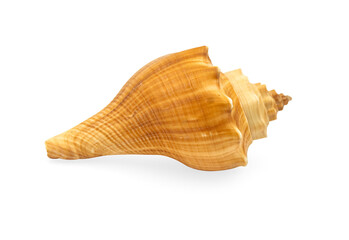 Captivating Close-Up of a Conch Shell: Natural Beauty and Spiral Elegance in a Shell Collection Against a Transparent Background.