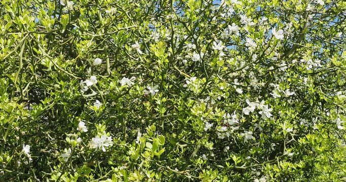 Poncirus trifoliata | Trifoliate orange - Japanese bitter-orange - Hardy orange. Ornamental shrub in spring with profusion of white flowers and green foliage on twisted and thorny branches