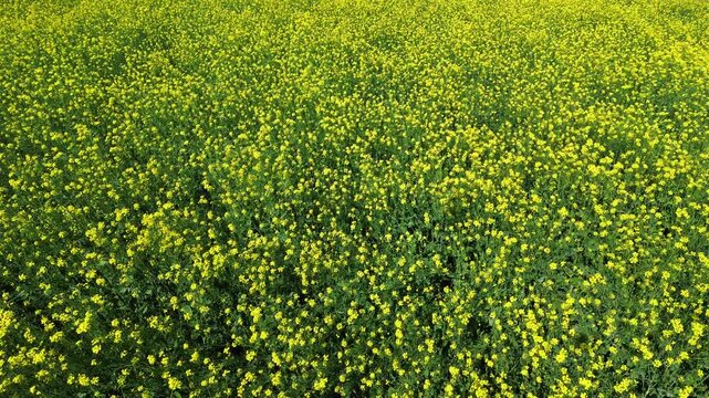 Aerial view of a blooming yellow mustard field