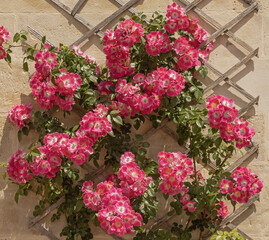 Naklejka premium Rosier liane rose Rosa 'American Pillar' 