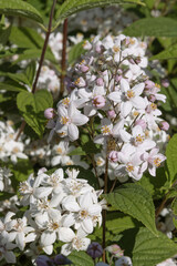 Deutzia hybrida &lsquo;Mont Rose&rsquo;