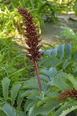 Melianthus major