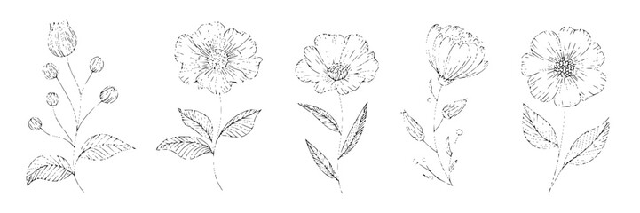 Six delicately rendered black‑and‑white botanical illustrations, each a single flower, neatly arranged in a tight symmetrical grid. featuring floral vector, minimalist design, graphic art with