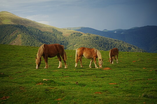 Grupo de caballos casta&ntilde;os pastando en un prado verde de monta&ntilde;a bajo un cielo nublado.